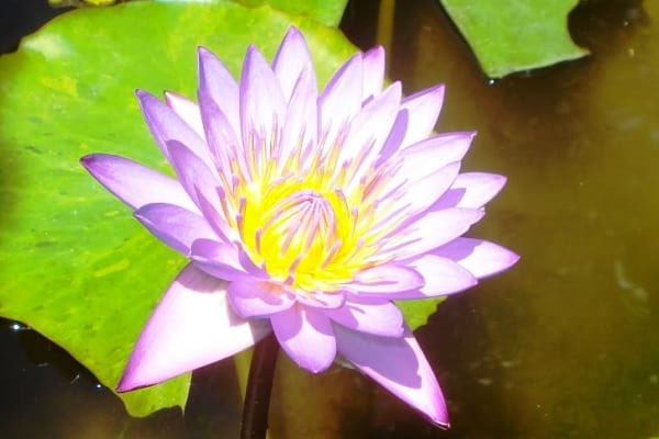 Support Ratu’s Work