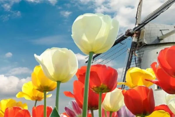 Nederland / Netherlands (Holland)